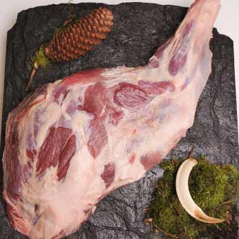 Schwarzwild-Wildschwein-Schulter